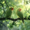 Instrumental Music for Concentration、La nature、Mindsync Studios《Concentration Birds in Ambient Harmony》[MP3/LRC]