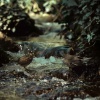 NORDIC NATURE、Natural Harmony Healing、Calm Nerves - Whispering Nature Serenity by the Creek