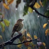 Puppy Music Dreams、Rained、Night Lovers Club - Canine Lullaby with Gentle Rain and Birds