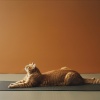 Relaja mi gatita、Lista de reproducción para relajarse por la tarde、Espíritu líquido tranquilo - Ronronea Con Pulso Pacífico