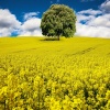 Acoustic Instrumental Vibes - Spring Echoes