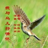 何焕洲-茜草心 - 我与鸟儿抒情怀(何焕洲原唱)