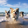 Música para dormir para mascotas、Ola del océano、Instrumentales de la mañana - Olas Relajantes Del Océano Para Mascotas