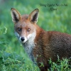 Chris Mercer - String Quartet No.1 in Am Claws