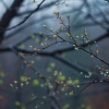Relájate y relájate、Lluvia del Pacifico、Armonía tranquila - Susurros Relajantes De Lluvia Transmiten Calma