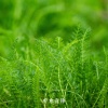疗愈音律 - 喝茶疗愈五音
