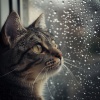 Las Gatitas、ASMR Lluvioso、Ondas cerebrales sónicas - Serenidad De La Lluvia Felina