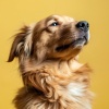 Los chicos de la música del perro、Elemento bella、La armonía - Meditaciones Caninas Calmantes