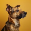 Perro relajarse、Armonía tranquila、Música instrumental alegre - Olfateos Calmantes