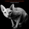 coque malla - Como los gatos salvajes (En directo)