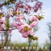 轻松治愈 - 晨曦微光 宁静 (钢琴)