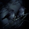 Lullaby Piano Baby、Inner Space Zen、Ravas Aire - Lullabies Float on Binaural Breezes