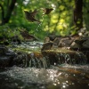 relax tunes、Sounds of Nature Noise、Loopy L ASMR - Relaxation Flows on Creek’s Gentle Current