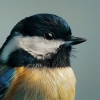 Serenity Relaxation Therapy、Pure Relaxation Serenity、Serenity Music Relaxation - Birds Sing Softly in the Morning