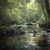1 Hour Meditation、Brain Timbre、Square Lines - Creek Whispers Join Birdsong Harmony