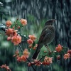 Relaxing Ambients、Concrete Showers、Soothing Music Academy《Harmony in Every Raindrop and Tweet》[MP3/LRC]