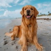 Perros que se Quedan en Casa、Corriente Meteorica、Meteoro Space - Melodías Relajantes De Agua Para Perros