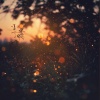 Taihaku - Fireflies at Dawn