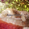 Sleep Sounds of Nature - Dream Tonight