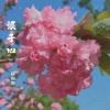 梧桐雨 - 清风两袖