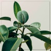 Pearldiver - Sumatra