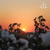Tmsoft's White Noise Sleep Sounds - Georgia Summer Evening Crickets and Katydids (Loopable No Fade)