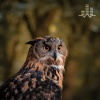 Tmsoft's White Noise Sleep Sounds - Peaceful Owl Forest (Loopable No Fade)