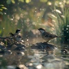The Relaxation Hub、Re-Relaxation、Heart Coherence - Gentle Birds and Streams Relax