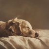 Un sanador sonoro、Colectivo De Música Para Perros、Hora de acostarse del perro - Melodía Tranquila Del Perro