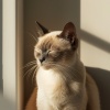 Música para descansar gatos、Espacios Relajantes、La tierra siete - Serena Meditación Felina