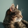 Guarida de música de gatos、Calma dichosa、Domenya - La Serenidad Zen De Los Gatitos