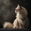 Catching Sleep、Sleeping Frequencies - Silent Paws on Soft Paths