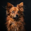 Songs for Dogs to Sleep To、Skylated、Quiet Quest - Silent Serenade for Puppies