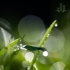 Tmsoft's White Noise Sleep Sounds - Summer Night Sprinkle (Loopable No Fade)