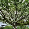Simplify - Cardboard Boxes