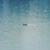 蒲柯桦 - 船后涟漪 Ripples In My Heart
