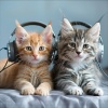 Zarobi、Stress Relief Therapy Music Academy、Soeren Zen - Purrfect Peace Piano