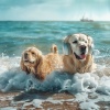 Dog Music Zone、Ocean Sounds Plus、Rainforest Sounds - Dogs Relax Ocean Waves