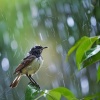 Emisiones otoacústicas、Lluvia Para Dormir Mejor、Costas del Delta - Conjunto Melódico Emplumado De Lluvia