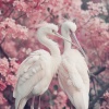 Contando Ovejas、Especialistas de Musica para Dormir、Música de meditación 528 Hz - Aves Melódicas Y Tranquilas