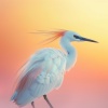 sonidotopía、Canciones de Cuna de la Naturaleza、Declaración binaural - Aves Escuchan La Balada
