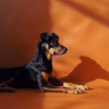 Música de Cachorro Calmante、Hora de la Música del Perro、Tonos de frecuencias de solfeo - Pulso De Armonía Canina