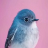 Tonos de frecuencias de solfeo、Sonidos de la Naturaleza、Binaural Beats Música para dormir - Melodías De Aves En Sueños