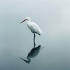 #Calmante、Relajantes sonidos de lluvia、Explorador binaural - Sinfonía De Relajación Bajo La Lluvia