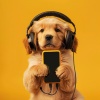 Música para perros con ansiedad、Musica Pacifica、Ambiente 11 - Ritmo Juguetón Del Ladrido