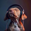 Dog Sleep Academy、Chimmerish、Ethereal Isolation - Joyful Paws Patter