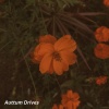 Arizona Records - Auttum Drives (Explicit)