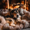Surf de sol、Cena Música Chillout、Nube de melodía - Confort Silencioso Que Disfrutan Las Mascotas