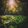 Nature Stream、Nature Sound、Nature Color - Stream of harmony
