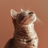 Relaja mi gatita、Colección de música relajante、Elemento bella - La Cuna De La Calma Del Gato